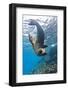 Galapagos Sea Lion (Zalophus Wollebaeki) Underwater, Champion Island, Galapagos Islands, Ecuador-Michael Nolan-Framed Photographic Print