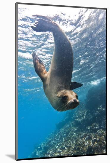 Galapagos Sea Lion (Zalophus Wollebaeki) Underwater, Champion Island, Galapagos Islands, Ecuador-Michael Nolan-Mounted Photographic Print