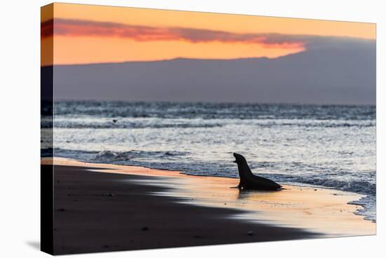 Galapagos Sea Lion (Zalophus Wollebaeki)-Michael Nolan-Stretched Canvas