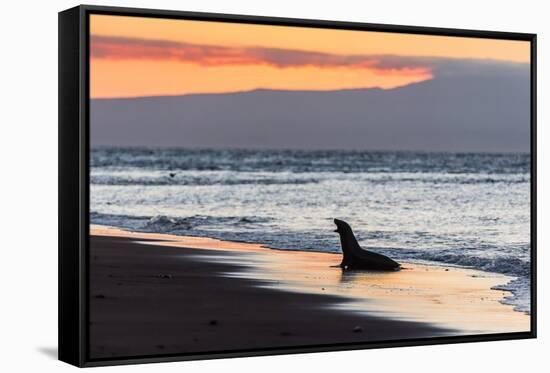 Galapagos Sea Lion (Zalophus Wollebaeki)-Michael Nolan-Framed Stretched Canvas