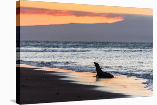 Galapagos Sea Lion (Zalophus Wollebaeki)-Michael Nolan-Stretched Canvas