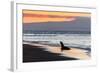 Galapagos Sea Lion (Zalophus Wollebaeki)-Michael Nolan-Framed Photographic Print