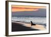 Galapagos Sea Lion (Zalophus Wollebaeki)-Michael Nolan-Framed Photographic Print