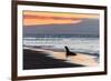 Galapagos Sea Lion (Zalophus Wollebaeki)-Michael Nolan-Framed Photographic Print