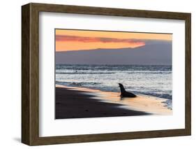 Galapagos Sea Lion (Zalophus Wollebaeki)-Michael Nolan-Framed Photographic Print