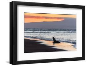 Galapagos Sea Lion (Zalophus Wollebaeki)-Michael Nolan-Framed Photographic Print