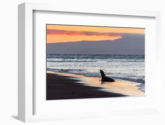 Galapagos Sea Lion (Zalophus Wollebaeki)-Michael Nolan-Framed Photographic Print