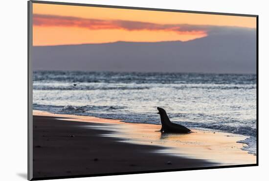 Galapagos Sea Lion (Zalophus Wollebaeki)-Michael Nolan-Mounted Photographic Print