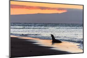 Galapagos Sea Lion (Zalophus Wollebaeki)-Michael Nolan-Mounted Photographic Print