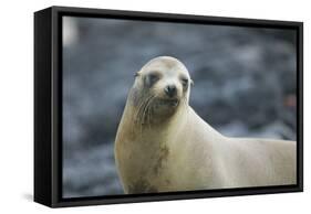 Galapagos Sea Lion-DLILLC-Framed Stretched Canvas