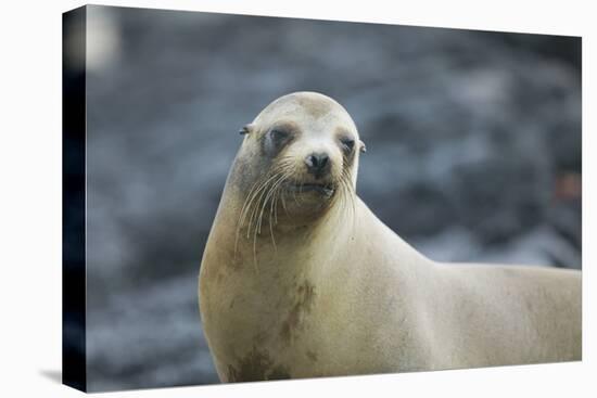 Galapagos Sea Lion-DLILLC-Stretched Canvas