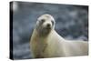 Galapagos Sea Lion-DLILLC-Stretched Canvas