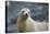 Galapagos Sea Lion-DLILLC-Stretched Canvas