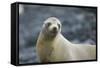 Galapagos Sea Lion-DLILLC-Framed Stretched Canvas