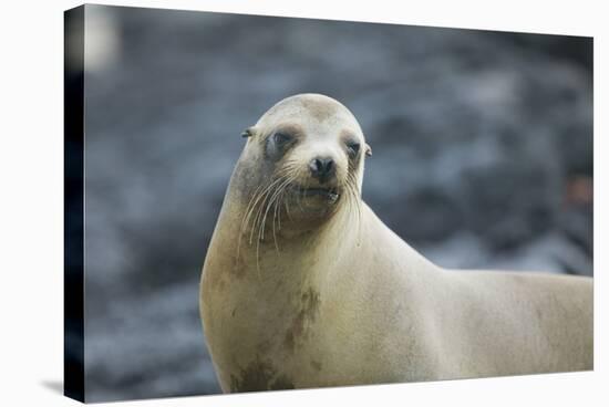 Galapagos Sea Lion-DLILLC-Stretched Canvas