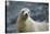 Galapagos Sea Lion-DLILLC-Stretched Canvas