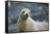 Galapagos Sea Lion-DLILLC-Framed Stretched Canvas