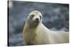 Galapagos Sea Lion-DLILLC-Stretched Canvas