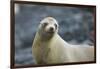 Galapagos Sea Lion-DLILLC-Framed Premium Photographic Print