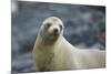 Galapagos Sea Lion-DLILLC-Mounted Premium Photographic Print