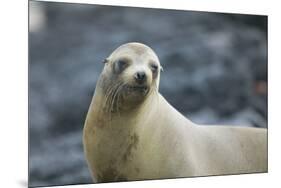 Galapagos Sea Lion-DLILLC-Mounted Premium Photographic Print