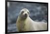 Galapagos Sea Lion-DLILLC-Framed Premium Photographic Print