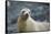 Galapagos Sea Lion-DLILLC-Framed Stretched Canvas