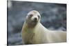 Galapagos Sea Lion-DLILLC-Stretched Canvas