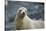 Galapagos Sea Lion-DLILLC-Stretched Canvas