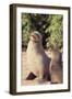 Galapagos Sea Lion-DLILLC-Framed Premium Photographic Print