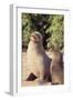 Galapagos Sea Lion-DLILLC-Framed Premium Photographic Print