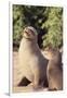 Galapagos Sea Lion-DLILLC-Framed Premium Photographic Print