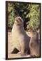 Galapagos Sea Lion-DLILLC-Framed Premium Photographic Print