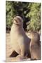 Galapagos Sea Lion-DLILLC-Mounted Premium Photographic Print