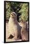 Galapagos Sea Lion-DLILLC-Framed Premium Photographic Print