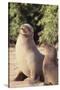 Galapagos Sea Lion-DLILLC-Stretched Canvas