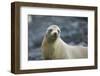 Galapagos Sea Lion-DLILLC-Framed Premium Photographic Print