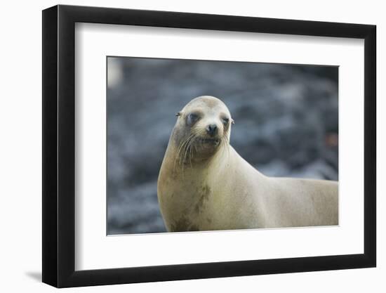 Galapagos Sea Lion-DLILLC-Framed Premium Photographic Print