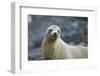 Galapagos Sea Lion-DLILLC-Framed Premium Photographic Print