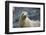 Galapagos Sea Lion-DLILLC-Framed Photographic Print