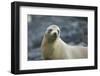 Galapagos Sea Lion-DLILLC-Framed Photographic Print