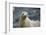 Galapagos Sea Lion-DLILLC-Framed Photographic Print