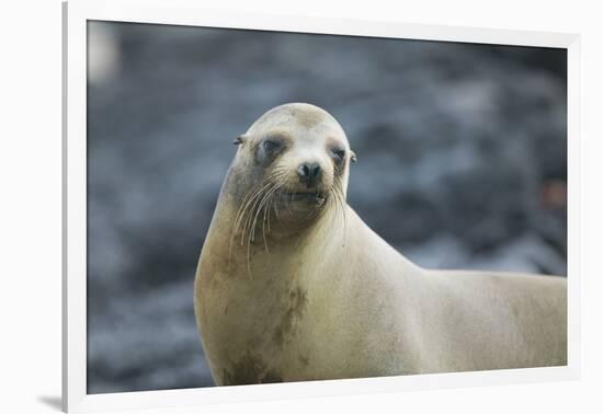 Galapagos Sea Lion-DLILLC-Framed Photographic Print