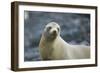 Galapagos Sea Lion-DLILLC-Framed Photographic Print