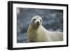 Galapagos Sea Lion-DLILLC-Framed Photographic Print