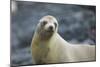 Galapagos Sea Lion-DLILLC-Mounted Photographic Print