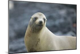 Galapagos Sea Lion-DLILLC-Mounted Photographic Print