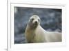 Galapagos Sea Lion-DLILLC-Framed Photographic Print