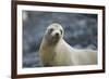 Galapagos Sea Lion-DLILLC-Framed Photographic Print