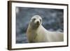 Galapagos Sea Lion-DLILLC-Framed Photographic Print